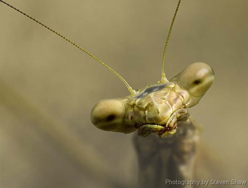 Mantid Portrait Mantid Portrait